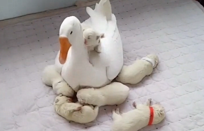 开云