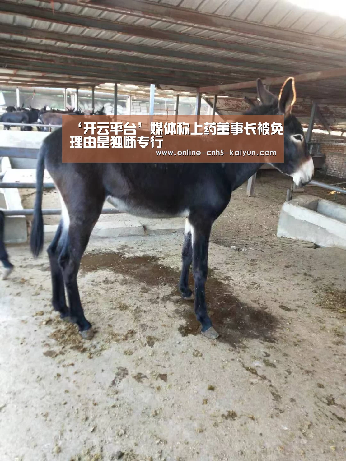 开云平台